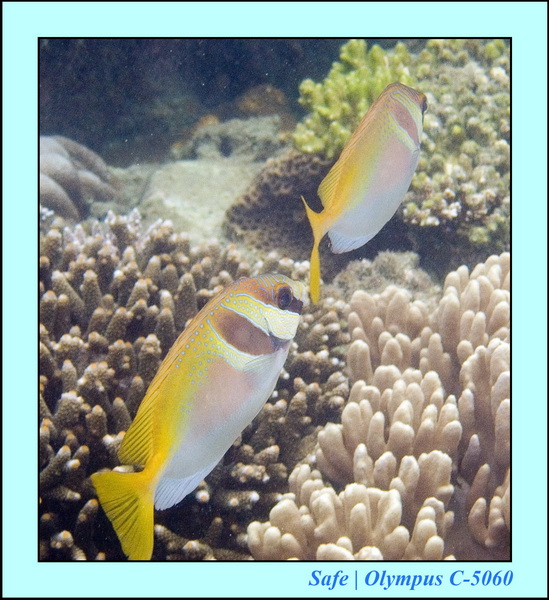 2006 - 07 - Tioman - Plongee Paya beach 20